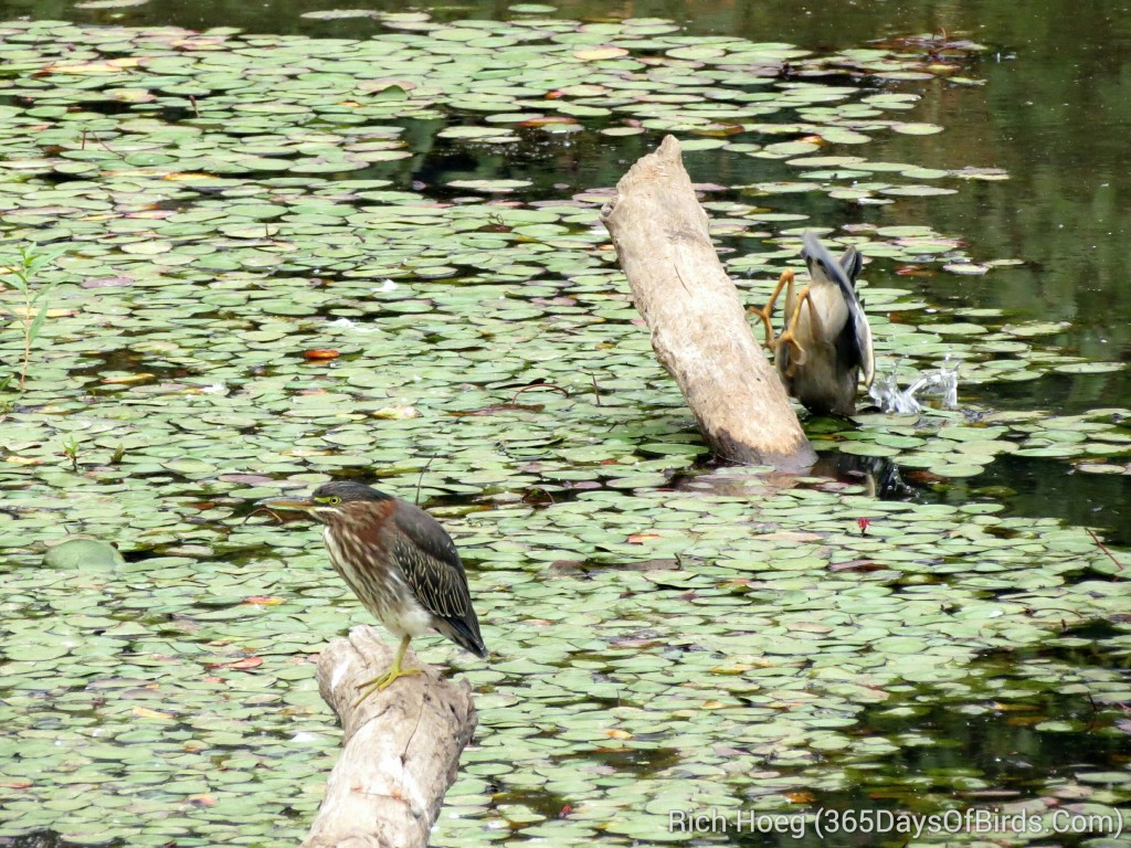 243-Birds-365-Green-Heron-Strike-3_1_wm