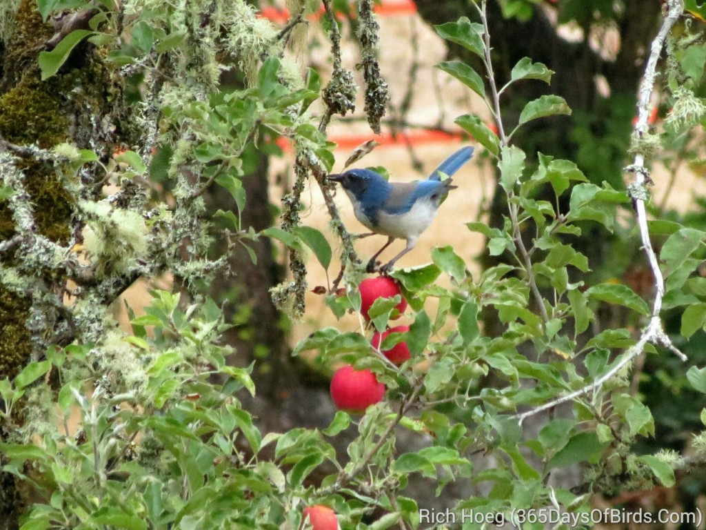 244-Birds-365-Western-Scrub-Jay-2b_wm