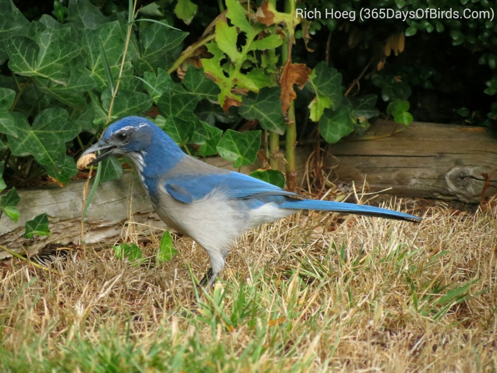 244-Birds-365-Western-Scrub-Jay-Nut_wm