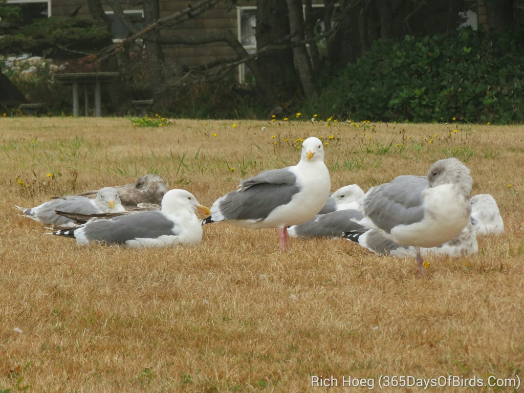 245-Birds-365-Sleeping-Seagulls_wm