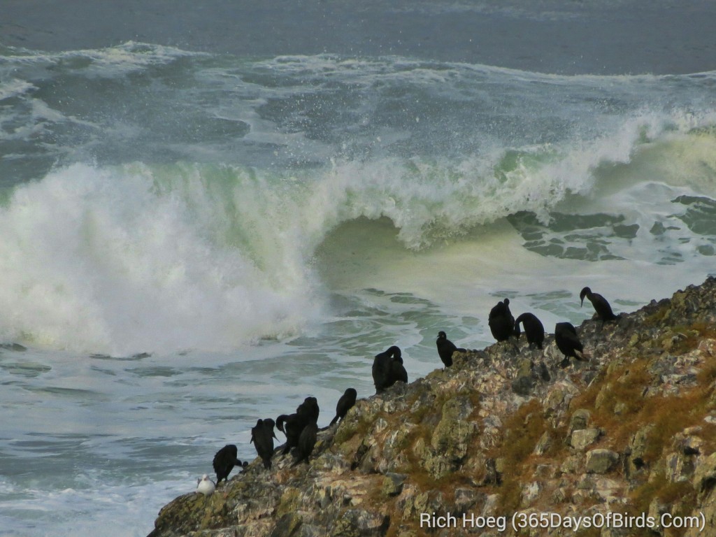 246-Birds-365-Cormorant-Rock_wm