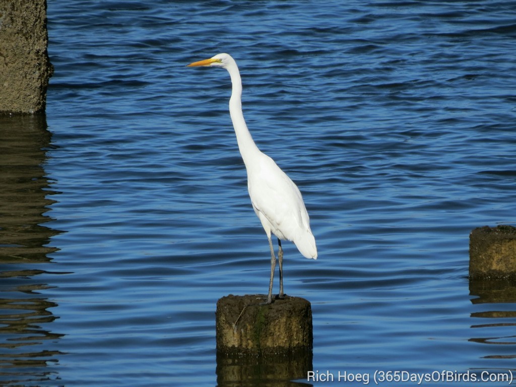 248-Birds-365-Great-White-Egret_wm