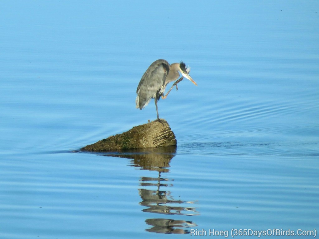 249-Birds-365-Great-Blue-Heron-Itch_wm