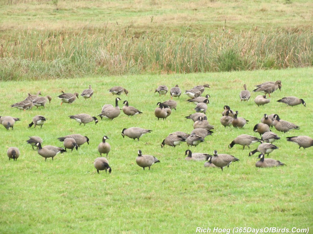 250-Birds-365-Cackling-Goose