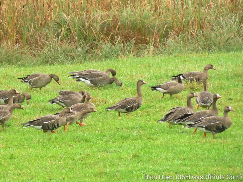 250-Birds-365-Greater-White-Fronted-Goose-2_wm