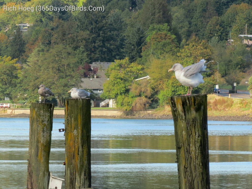 252-Birds-365-Gull-on-Posts_wm