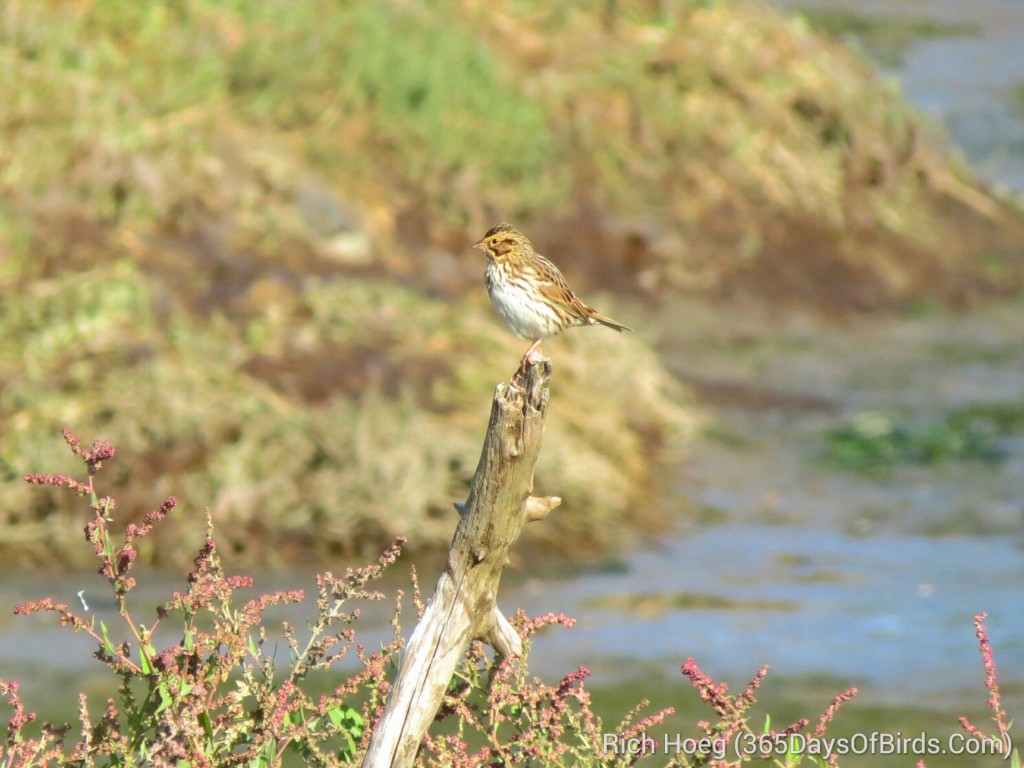 253-Birds-365-Song-Sparrow_wm