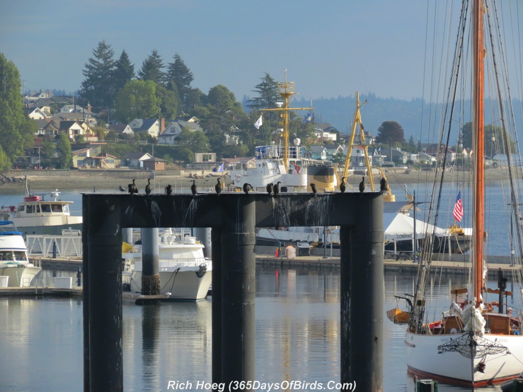 255-Birds-365-Cormorant-Harbor