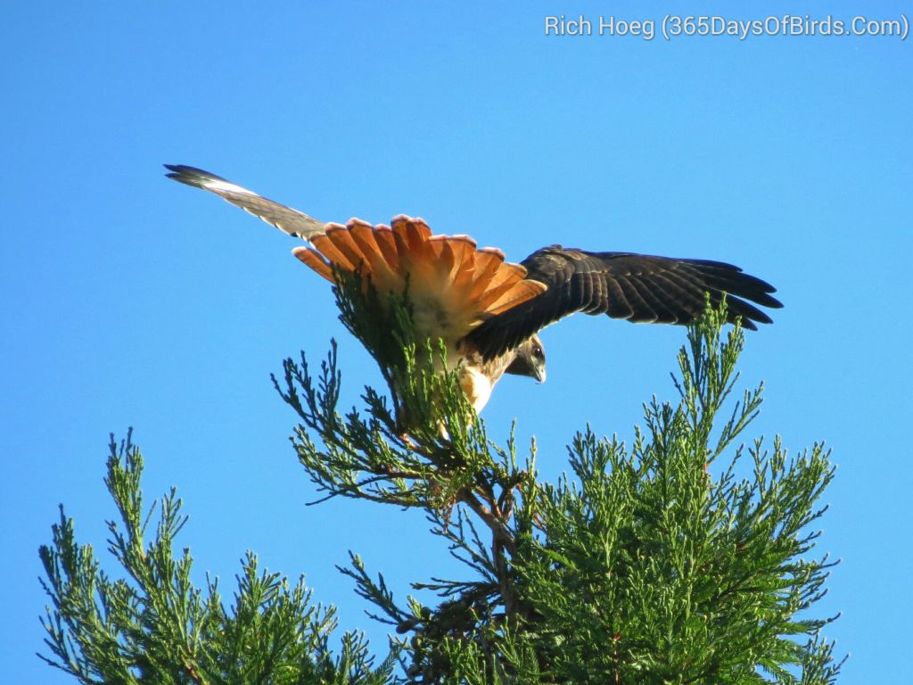 256-Birds-365-Red-Tailed-Hawk_1_wm