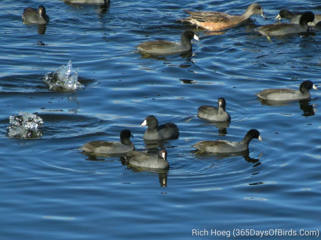 258-Birds-365-Migrating-Coots_wm