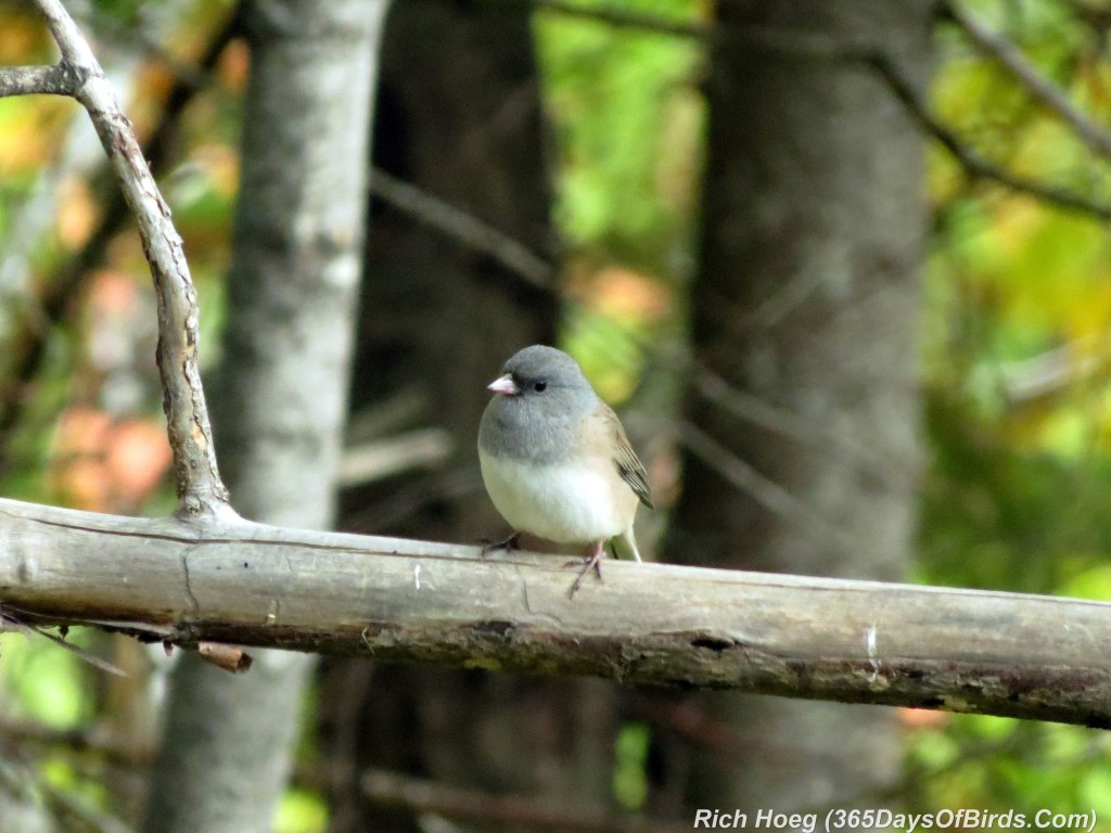 260-Birds-365-Slate-Colored-Junco