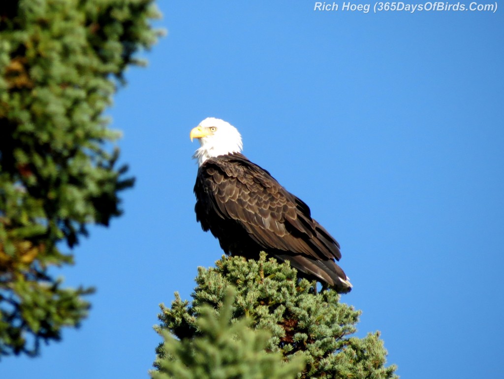 262-Birds-365-Bald-Eagle