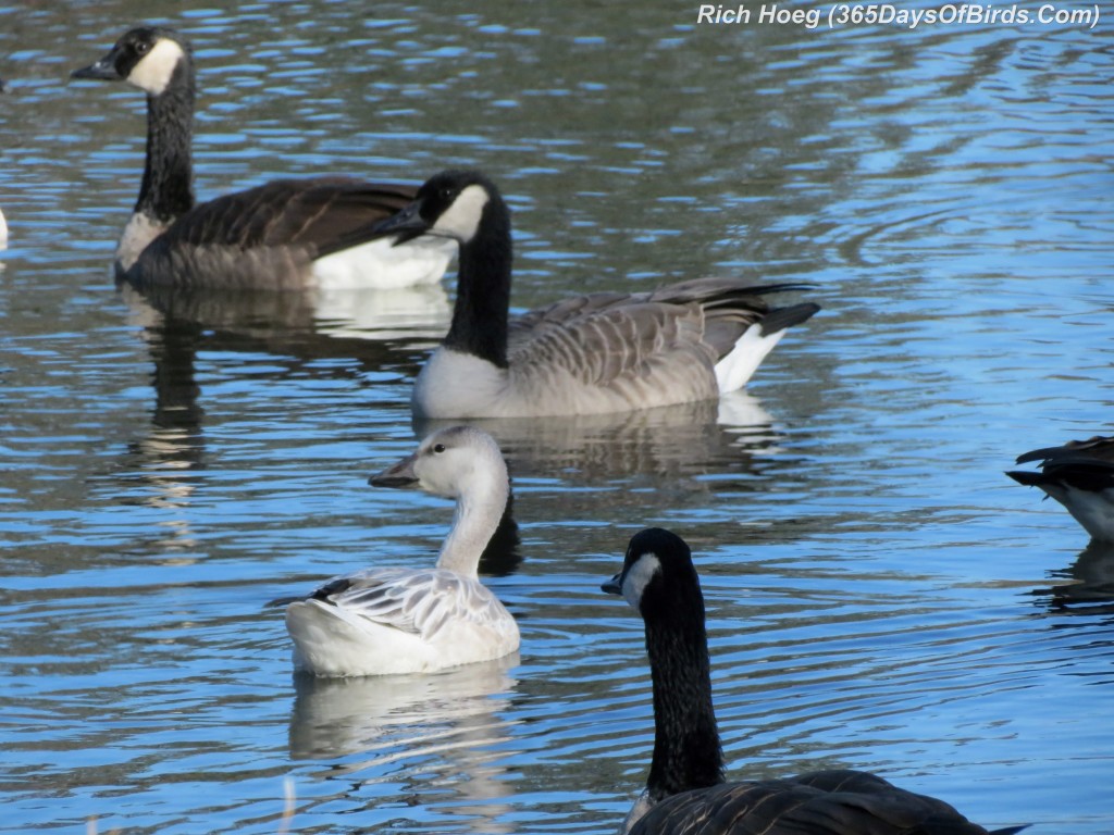 262-Birds-365-Snow-Goose-1