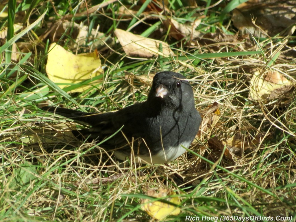 263-Birds-365-Slate-Colored-Junco