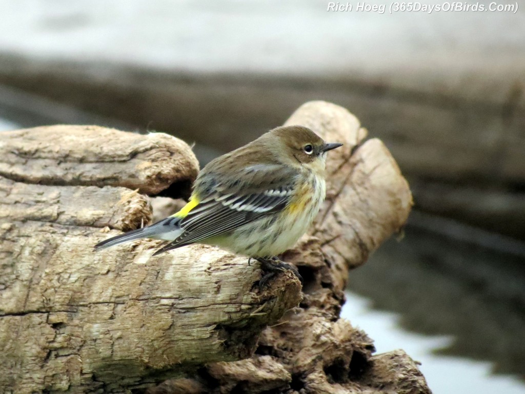 264-Birds-365-Yellow-Rumped-Warbler