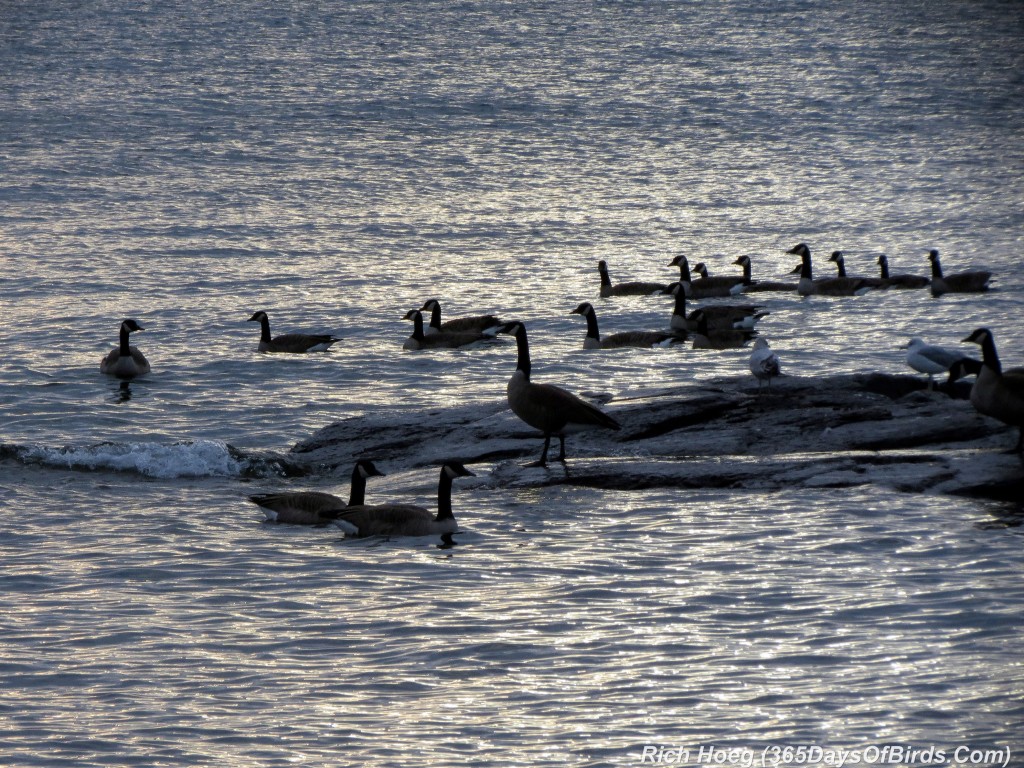 265-Birds-365-Geese-Rock