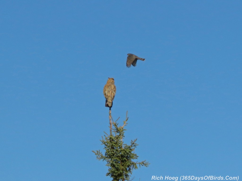 265-Birds-365-Sharp-Shinned-Hawk-Attack