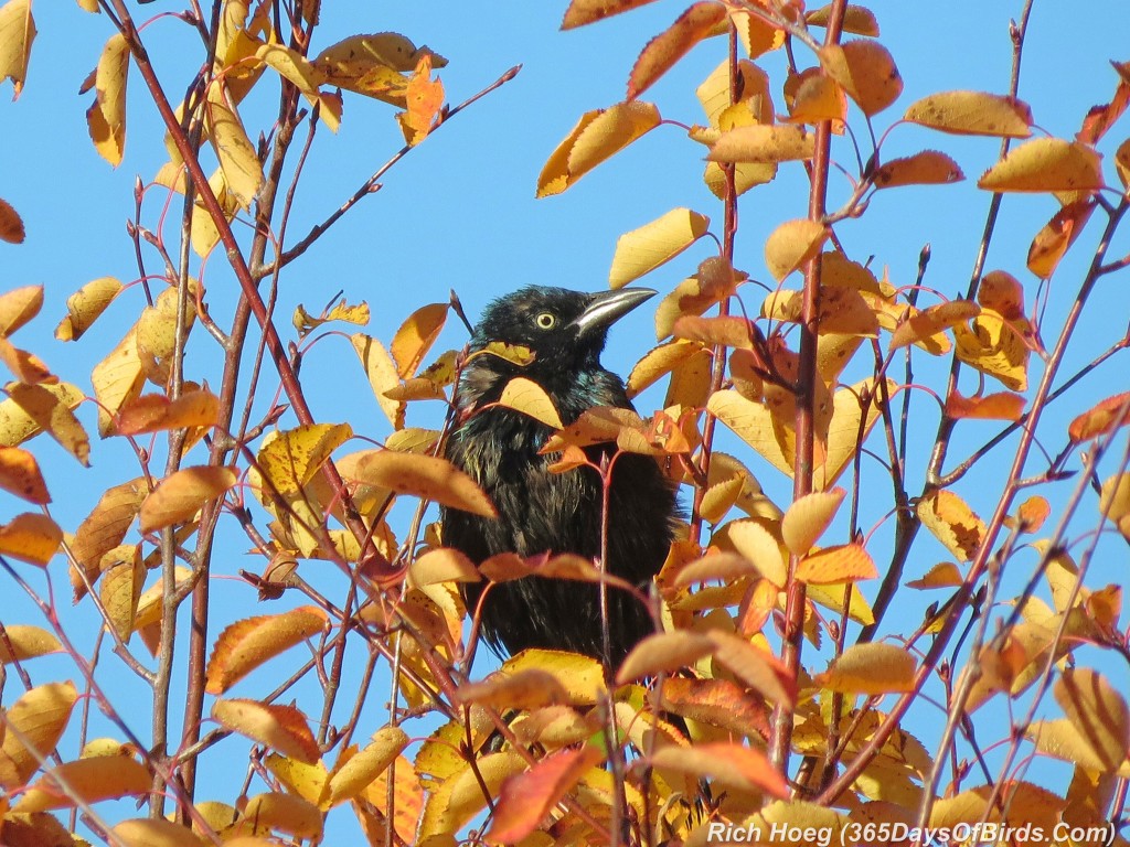 266-Birds-365-Fall-Leaves-Grackle