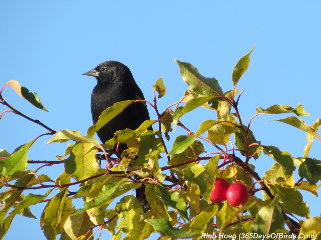 266-Birds-365-Red-Winged-Black-Bird-Crab-Apple