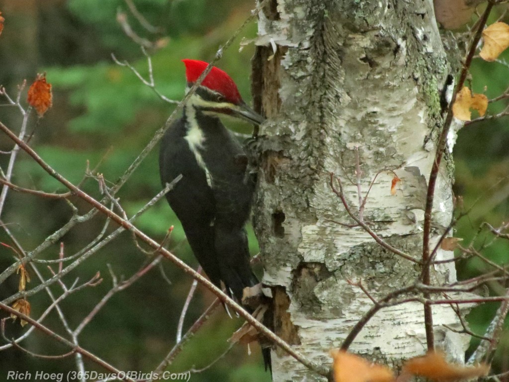 268-Birds-365-Pileated-Woodpecker
