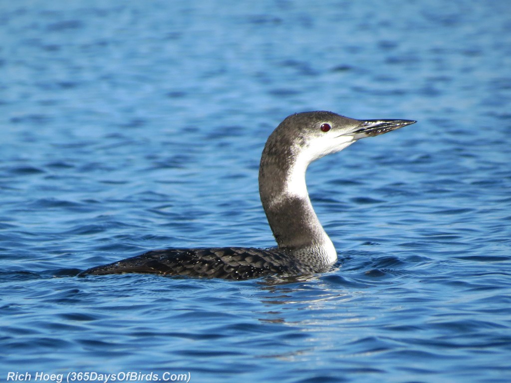 270-Birds-365-Common-Loon-2