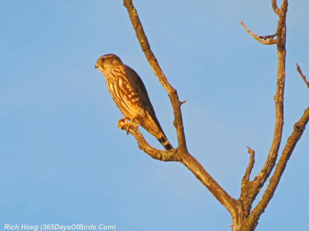 270-Birds-365-Sharp-Shinned-Hawk-at-Sunset