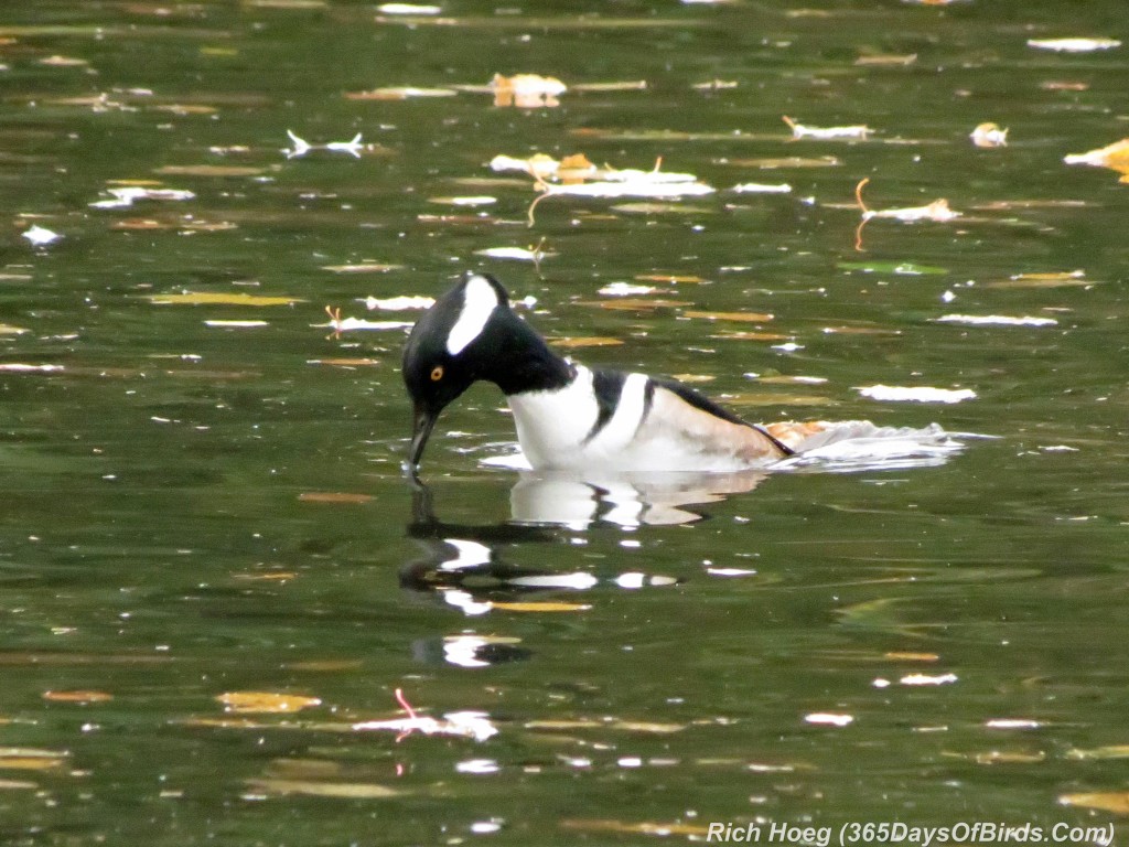 271-Birds-365-Hooded-Merganser-Diving