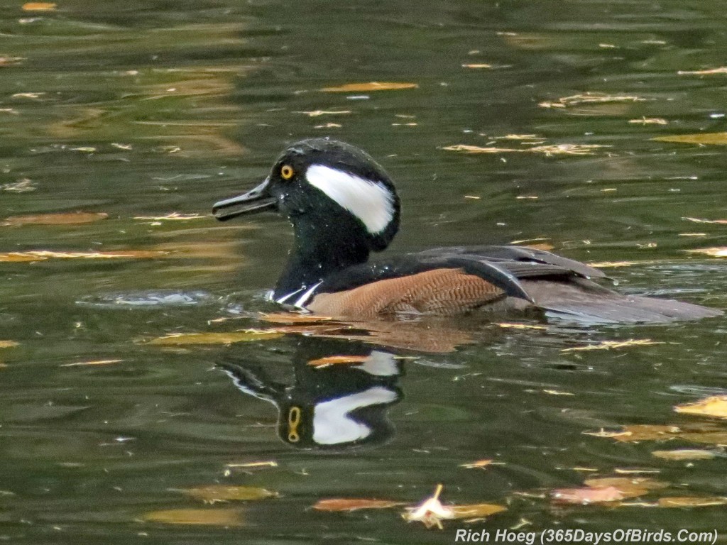 271-Birds-365-Hooded-Merganser-Quacking