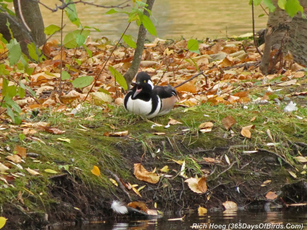 271-Birds-365-Hooded-Merganser-Yawning