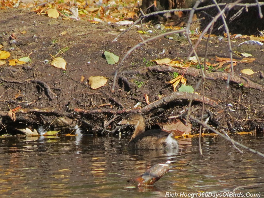 272-Birds-365-red-necked-grebe