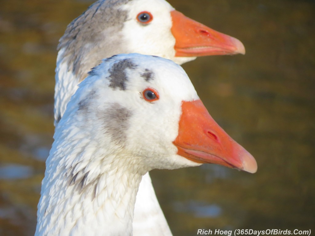 273-Birds-365-Goose-Eye-Hello