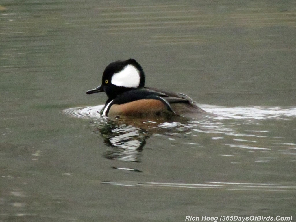 274-Birds-365-Hooder-Merganser-Swimming