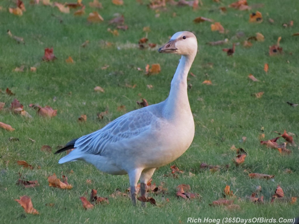 275-Birds-365-Snow-Goose