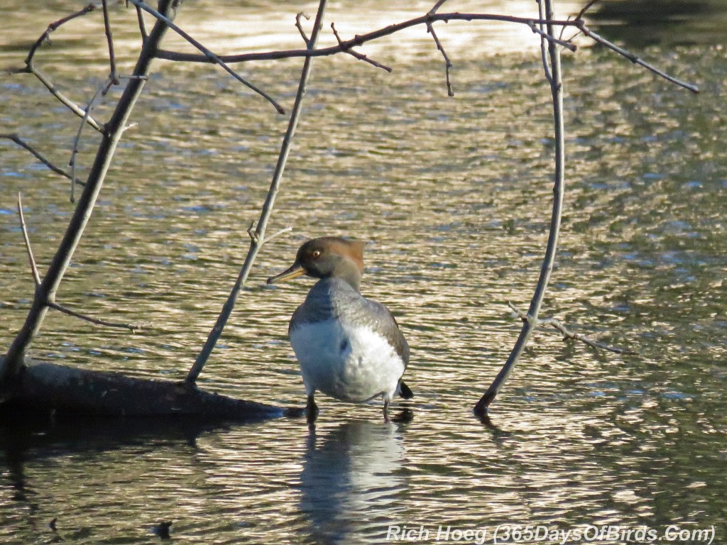 276-Birds-365-Red-Merganser