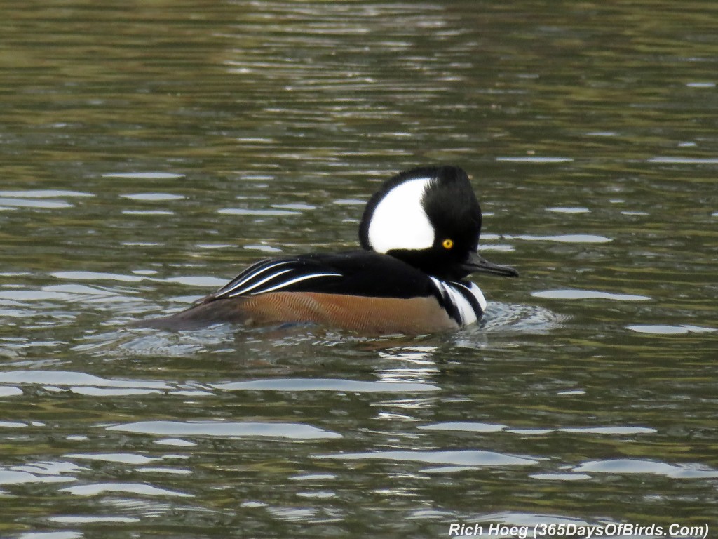 278-Birds-365-365-Hooded-Merganser-CloseUp