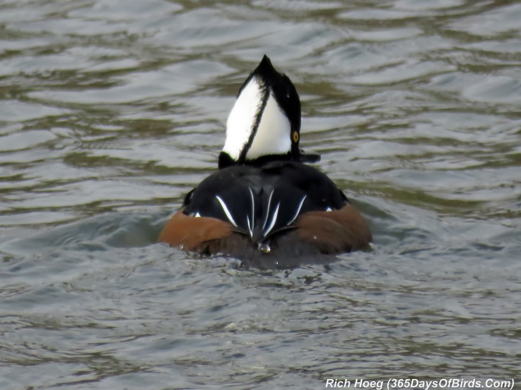 278-Birds-365-365-Hooded-Merganser-Tail-View-2