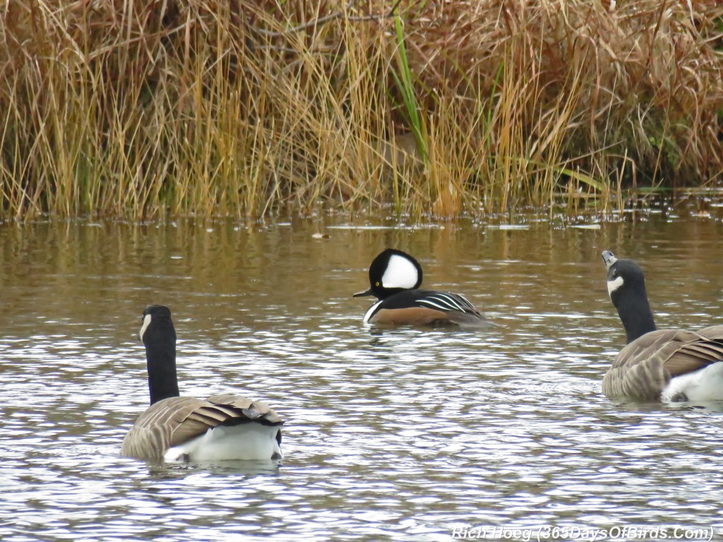 278-Birds-365-Hooded-Merganser-Canadian-Geese