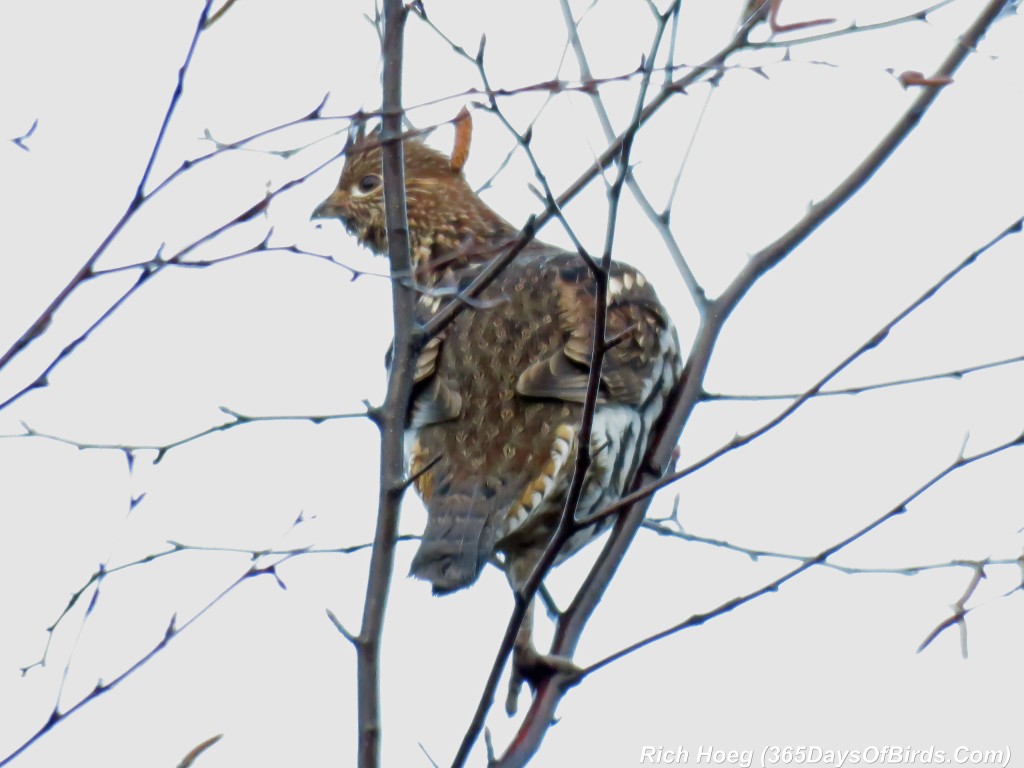 279-Birds-365-Ruffed-Grouse