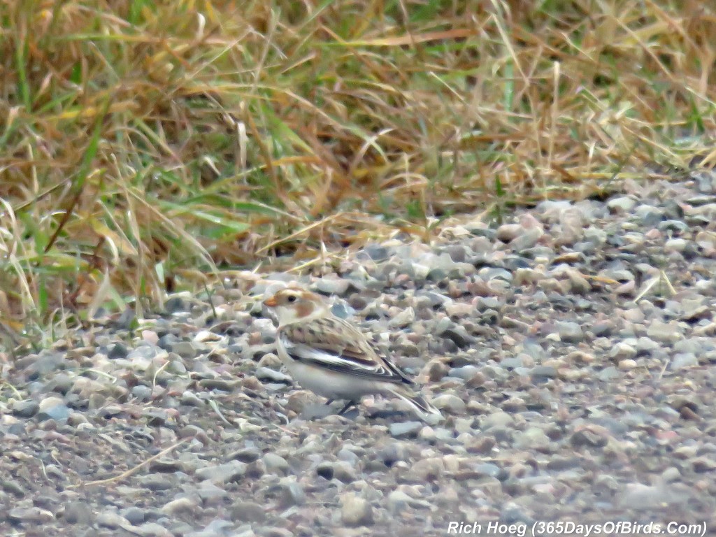 279-Birds-365-Snow-Bunting