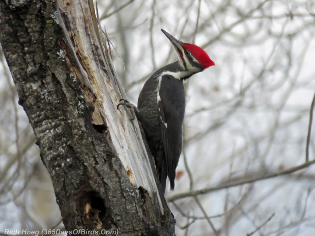280-Birds-365-Pleated-Woodpecker