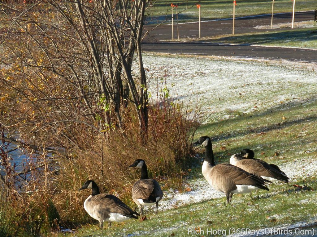 281-Birds-365-First-Snow_wm