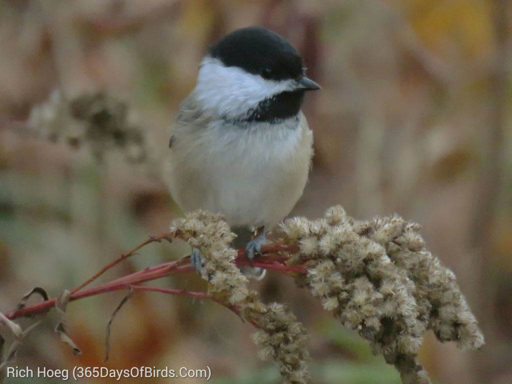 282-Birds-365-Morning-Chickadee_wm