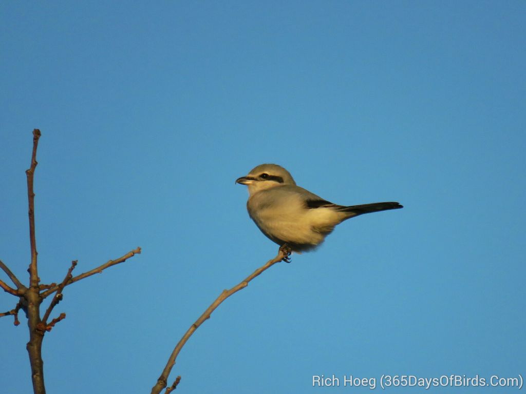 283-Birds-365-Northern-Shrike_wm