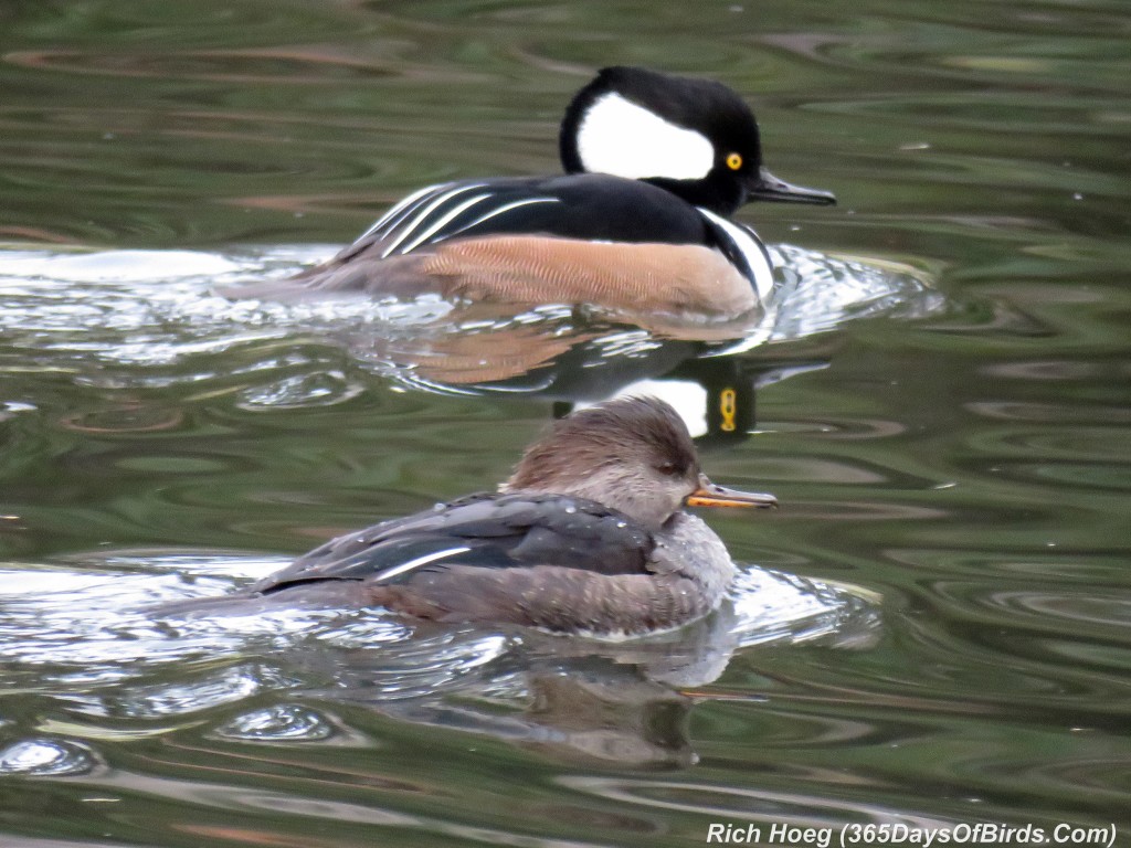 284-Birds-365-Merganser-Couple-1