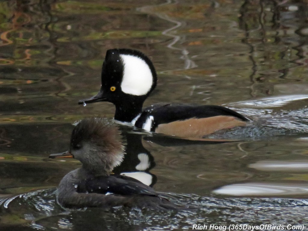 284-Birds-365-Merganser-Couple-2