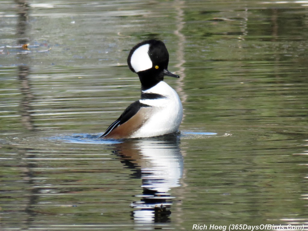 284-Birds-365-Merganser-Jumping