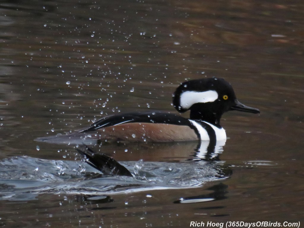 284-Birds-365-Merganser-Surprise-Splash