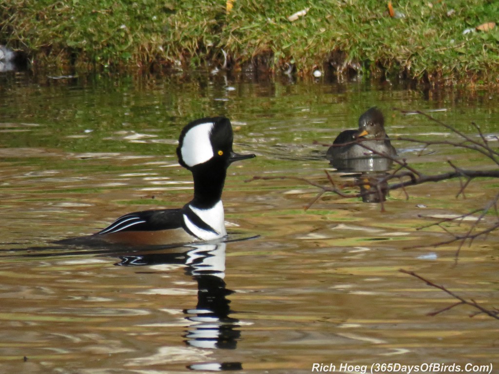 284-Birds-365-Mergansers-Courting-1