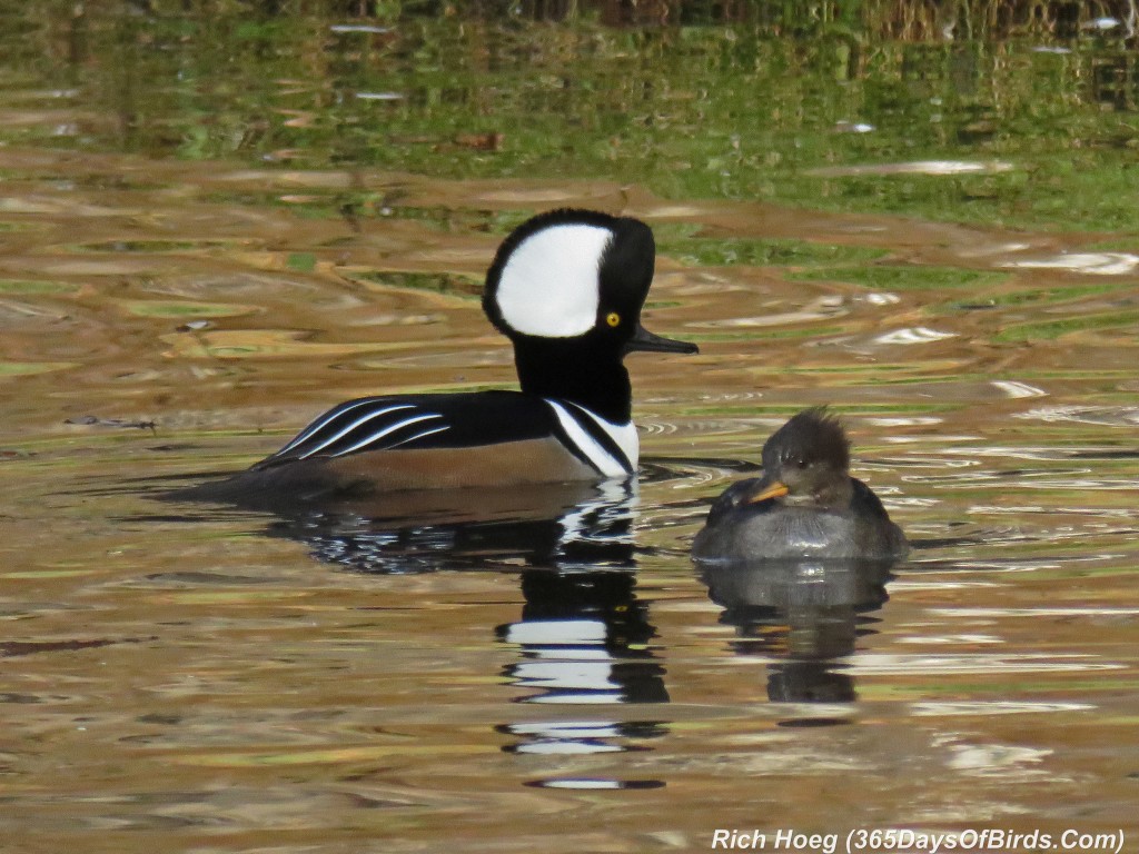 284-Birds-365-Mergansers-Courting-2