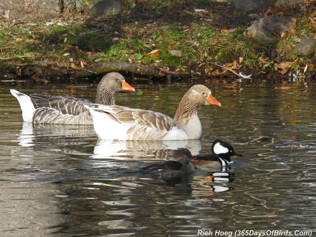 284-Birds-365-Mergansers-and-Geese
